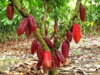 Productos del Cacao con gran proyección internacional