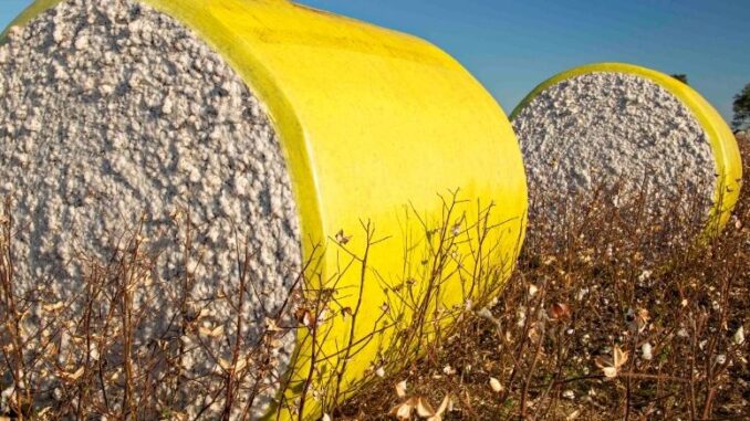 Cotton USA revela sus cartas en Colombiatex