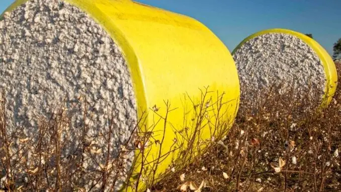 Cotton USA revela sus cartas en Colombiatex